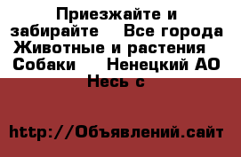 Приезжайте и забирайте. - Все города Животные и растения » Собаки   . Ненецкий АО,Несь с.